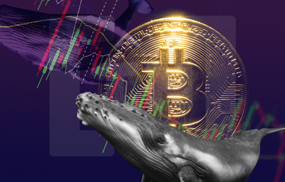 La mayor ballena de Bitcoin entra en modo acumulación